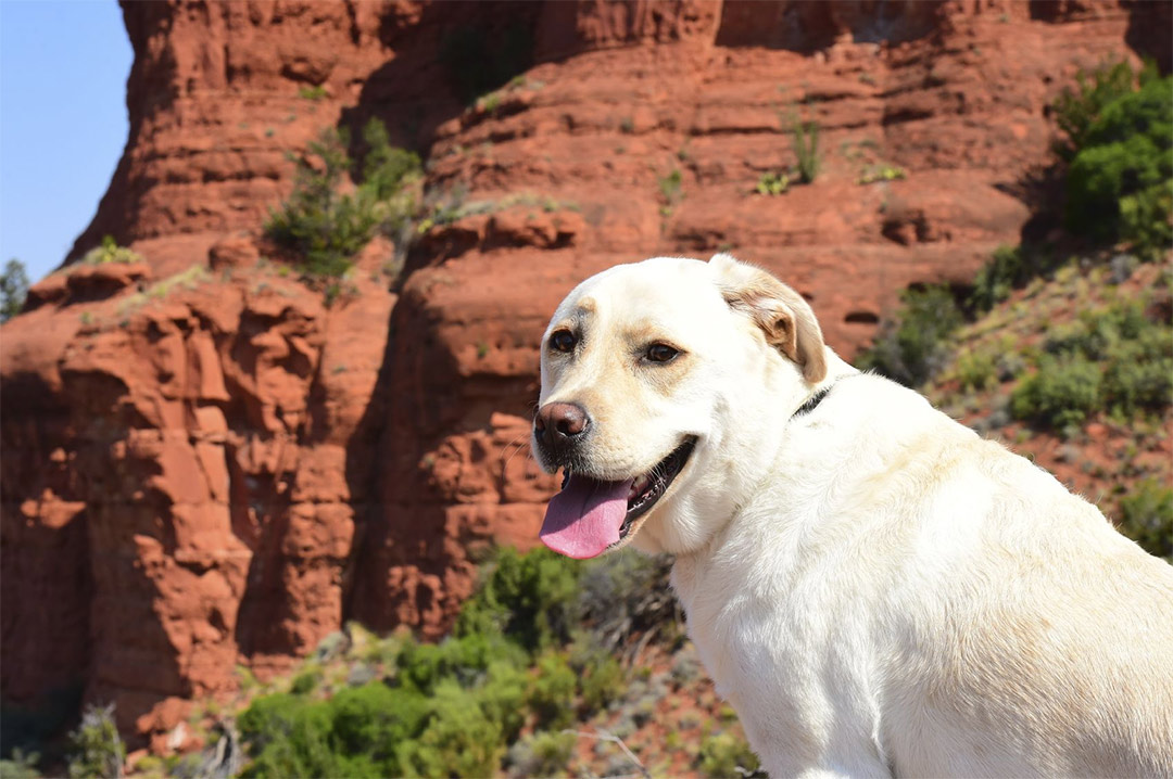 Dogs love to hike! Include your furry family member at our pet friendly Sedona hotel - the Andante Inn.
